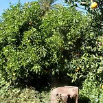 בית נופש El Liron