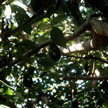 Casa de Férias El Lirón Ingenio