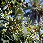 El Liron Ινχένιο